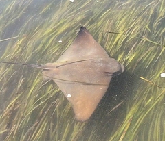 Bat Ray photo 1