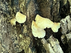 Crepidotus stipitatus