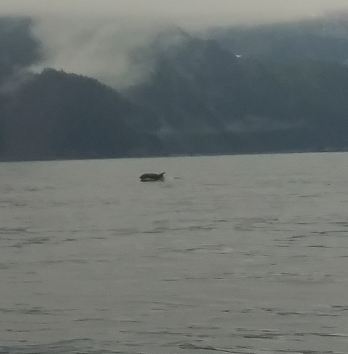 Orca