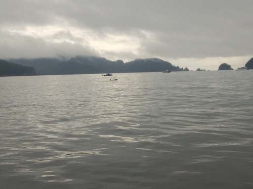 Orca