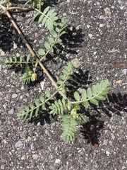 Tribulus terrestris