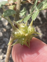 Tribulus terrestris