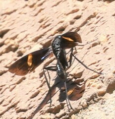 Pristaulacus fasciatus