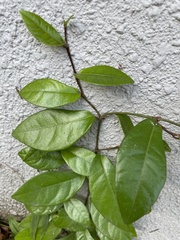Ficus punctata