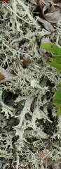 Cladonia boryi