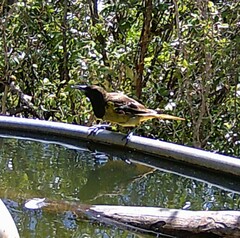 Icterus parisorum