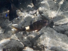 Parupeneus multifasciatus