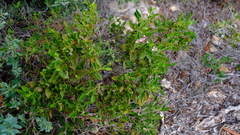 Diplopeltis
