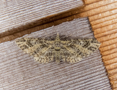 Eupithecia maestosa