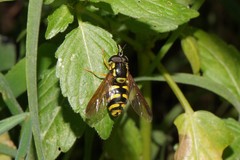 Chrysotoxum intermedium