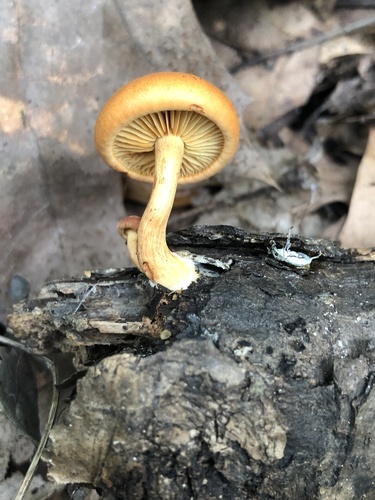 Gymnopilus
