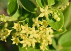 Vincetoxicum brownii