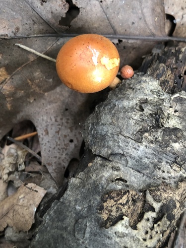 Gymnopilus (Photo 2 of 2)