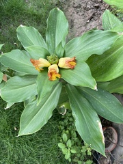 Costus pictus