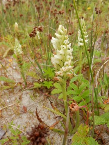hooded lady's tresses (Spiranthes romanzoffiana)