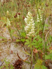 Hooded Lady's Tresses (Spiranthes romanzoffiana)