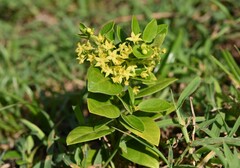 Vincetoxicum brownii