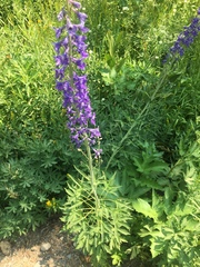 Delphinium glaucum