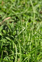 Mnesithea laevis chenii