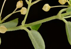 Vincetoxicum brownii