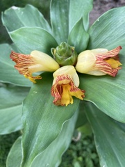 Costus pictus