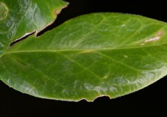 Vincetoxicum brownii