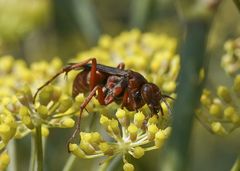 Tachypompilus unicolor