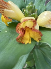 Costus pictus