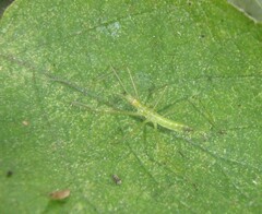 Zelus luridus
