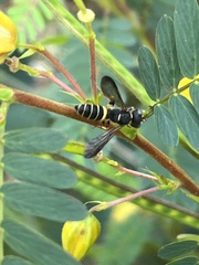 Cerceris