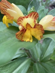 Costus pictus