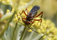 Tachypompilus unicolor