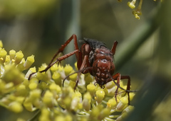 Tachypompilus unicolor