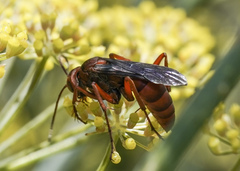 Tachypompilus unicolor