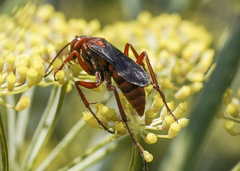 Tachypompilus unicolor