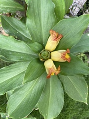 Costus pictus