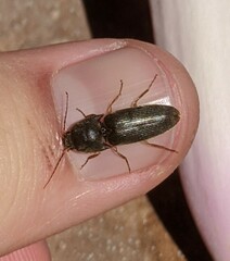 Elateridae