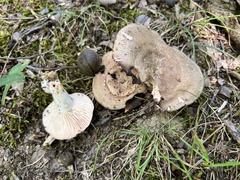 Russula eccentrica