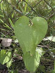 Aristolochia shimadae