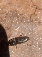 Elateridae