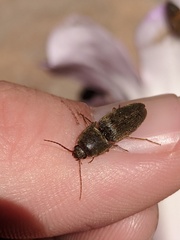 Elateridae