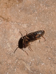 Elateridae