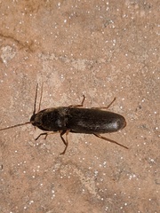 Elateridae