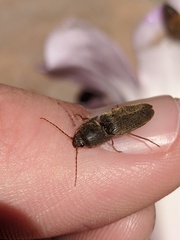 Elateridae