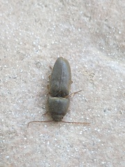 Elateridae