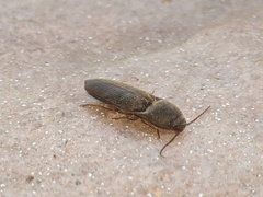 Elateridae