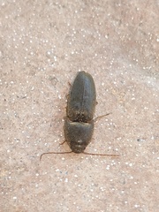 Elateridae