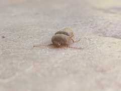Elateridae