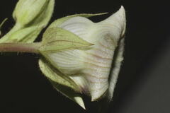 Dictyanthus
