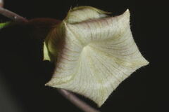 Dictyanthus
